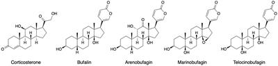 An integrated physiological perspective on anthropogenic stressors in the Gulf coast toad (Incilius nebulifer)